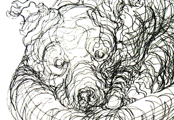 Contour Drawing